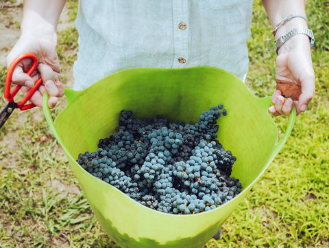 a person holding a large cup of grapes